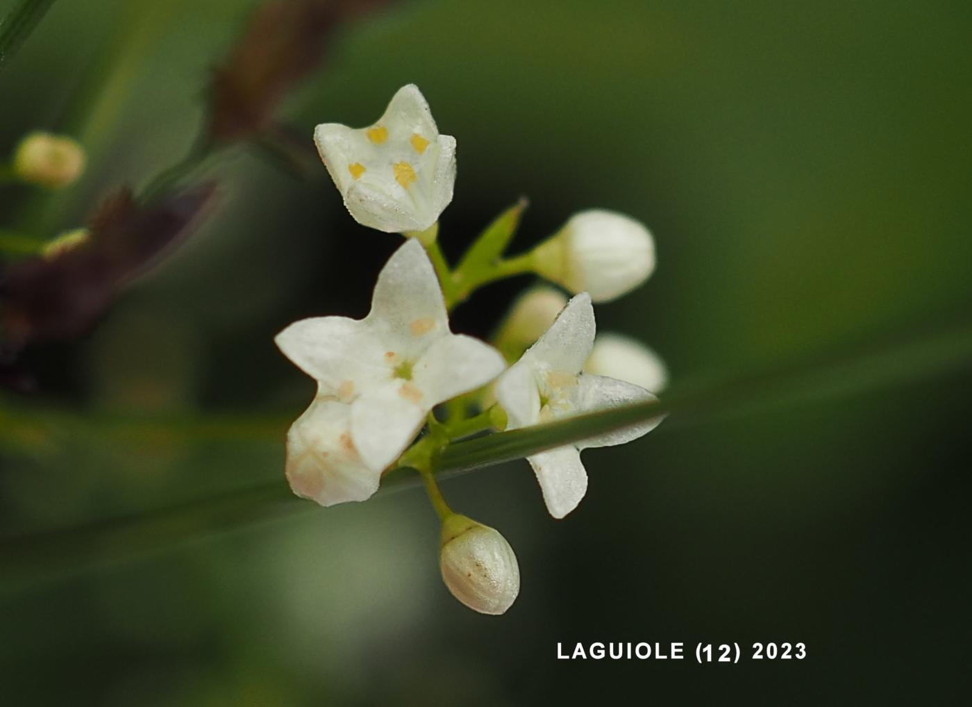 Bedstraw, Fen flower